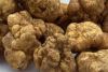 truffles  mushrooms