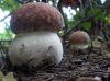 boletus mushrooms