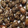 castor seeds