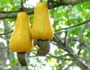 Fresh Cashew Nuts