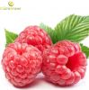 Sell Raspberry Ketone 98% - powder