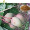 Sell African Mango Seed Extract 10:1 - Powder