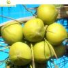 Sell Saw Palmetto Fruit Extract Powder Total fatty acids 25%