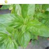 Sell  Basil Leaves Extract Powder 5:1