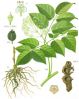 Sell Angelica Extract Powder Ligustilide 1%