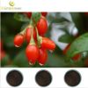 Sell Polysaccharides 10% Wolfberry fruit Extract Powder