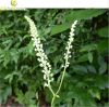 Sell Black Cohosh Extract Powder Triterpenoid Saponis 2.5%/ 8%