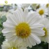 Sell Chrysanthemum Powder Extract 12:1