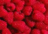Stable supplier for frozen raspberry