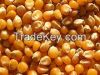 Yellow Corn / MAIZE