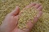 Barley Feed. Top Grade Quality