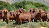 Red Kalahari Goat