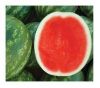 seedless watermelon seeds