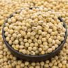 Sweet quality soya bean for oil , soybean , Soybean Seeds