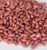 Cocoa Beans