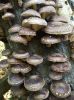 shiitake mushrooms