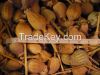 Dried Poppy pods seeds