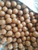Good taste Raw Macadamia Nuts with shell