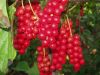 Sell Schizandra Extract