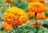 Sell Marigold P.E.