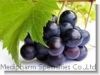Sell Grape Seed extract