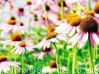 Sell Echinacea Extract