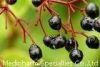 Sell Elderberry P.E.