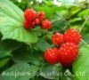 Sell Raspberry Extract