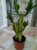 Sell lucky bamboo