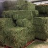 Quality Alfalfa Hay & Lucerne Hay for Sale