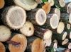 Sell Birch wood logs