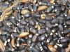 Sell Jatropha curcas seeds