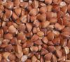 Sell Buckwheat , Yellow Corn, Brown Rice , Ground Nut , Peanuts Seed