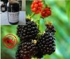 Sell blackberry juice concentrate