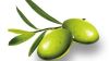 Sell Olive Leaf P.E. Oleuropein 20%-98%
