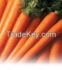 Hot Sale: Fresh Carrots