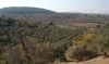 150 olive trees