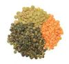 Lentils for sell
