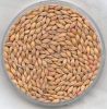 Barley and Buckwheat for sell