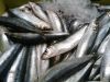 Frozen Pilchard Baits for sell