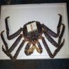 Sell Live king crab