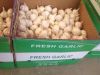 processing and exporting garlic