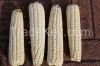 White Corn Non-GMO (White Maize)