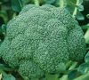 Sell Frozen vegetable-Frozen Broccoli