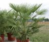 chamaerops humilis palm tree