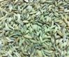 Sell Fennel Seeds