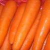 Sell fresh carrot