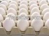 White Fresh Table eggs