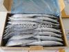 Frozen Horse Mackerel Fish Whole Round