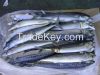 High Quality Frozen Pacific Sardine Fish